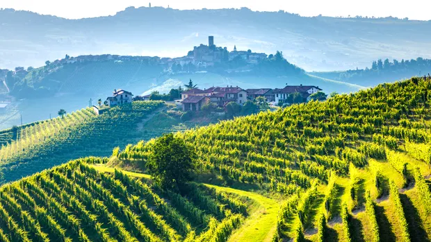 How to Pass the WSET Diploma D1 Exam on Wine Production